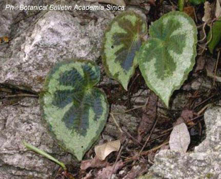 B. lanternaria